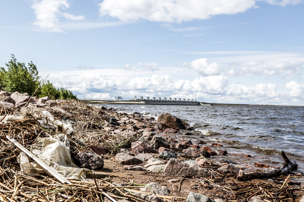 Сотрудники Страховой Компании «Гелиос» очистили бухту Финского залива и помогли нерпам