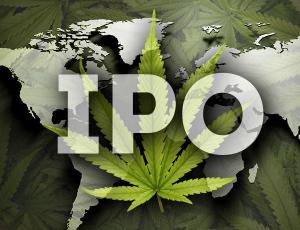 Европейские стартапы каннабиса готовятся к IPO в США